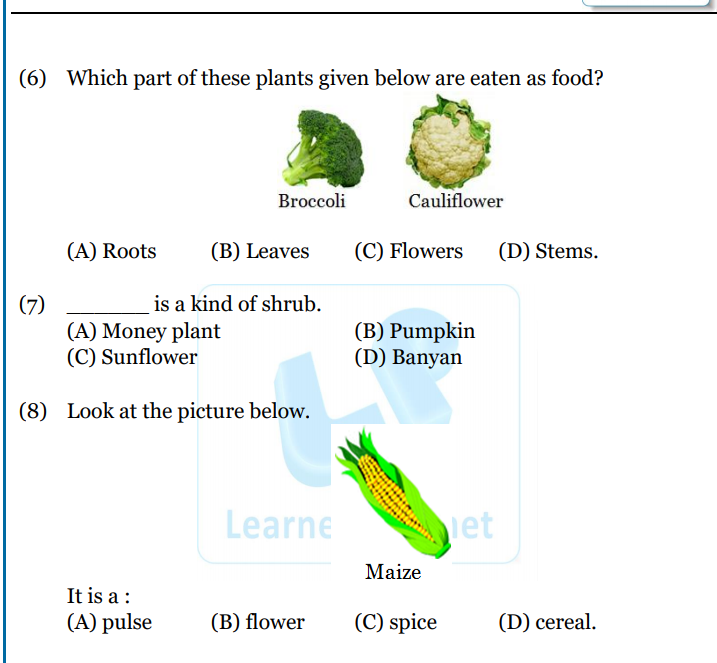 Plant life printable worksheet grade 2